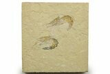 Two Cretaceous Fossil Shrimp - Lebanon #376616-1